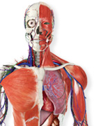 Instant Expert: Human Body
