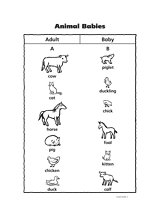 Animal Babies