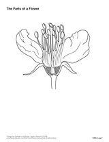 The Parts of a Flower