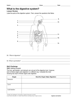 What Is the Digestive System?