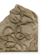 Instant Expert: Fossils